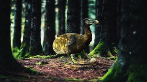 DoDo 渡渡.